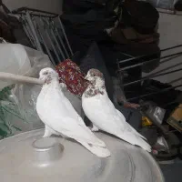 کفترنروماده عروسک|پرنده|قم, آزادگان|دیوار