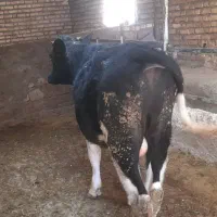 گوساله نر هلشتاین