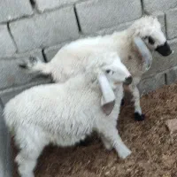 گوسفند|حیوانات مزرعه|سراوان, |دیوار