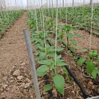 کاردرگلخونه اصفهانه برج ۲۰تومن حقوق|استخدام صنعتی، فنی، مهندسی|زاهدان, |دیوار