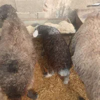 میش چاق قصر و میش و بره ومیش ابستن|حیوانات مزرعه|تهران, سعیدآباد|دیوار