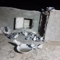 فروش ۳۰تا کبوتر آلمانی چق ضدخوردی بوم‌