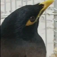 مرغ مینا با قفس