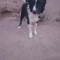 سگ چنبر یک ساله|حیوانات مزرعه|خمینی‌شهر, |دیوار