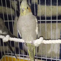 عروس هلندی مولد و جوجه