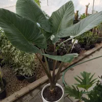 باباادم قیمت۱۶۵بسیارباکیفیت