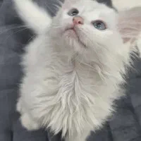 پیشی کوچولو بریتیش پرشین