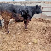 فروش گاو شیری|حیوانات مزرعه|بوئین زهرا, |دیوار