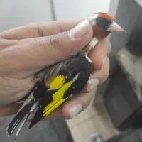 سهره ۳سال قفس نر قواره دار