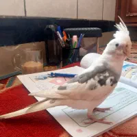 عروس هلندی گمشده