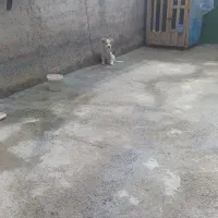 سگ پا کوتاه