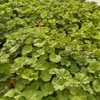 گل شمدانی ایرانی