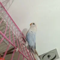 جوجه کوتوله رنگ خاص