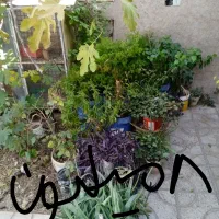 کل گیاه و درخت هفت رنگ شبدی|گل و گیاه طبیعی|شیراز, رازی|دیوار