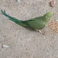 طوطی ملنگو ماده|پرنده|اردبیل, |دیوار