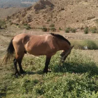 فروش فوری اسب|اسب و تجهیزات اسبسواری|گرگان, |دیوار