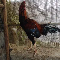 مرغ و خروس لاری