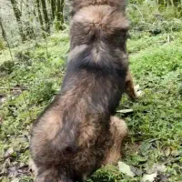 واگذاری سرابی ذات قدیم