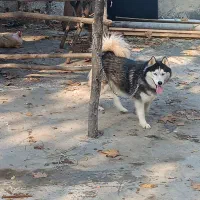 هاسکی|سگ|فاضل آباد, |دیوار