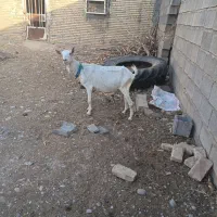 بز‌  ‌