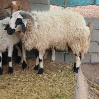 فروش کهره نر وبره مخصوص کشتار وقربانی