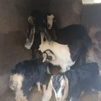 بز و بزغاله|حیوانات مزرعه|ساوه, |دیوار