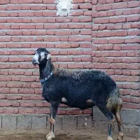 میش و قوچ