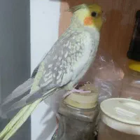 عروس هلندی نر فروش فوری پول لازم