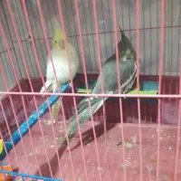 تعدادی عروس هلندی به قیمت عادلانه