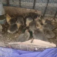 ۱۴ تا بچه غاز ۱ ماه