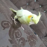 عروس هلندی لوتینو|پرنده|زهک, |دیوار