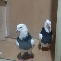 جفت طوقی|حیوانات|اندیمشک, |دیوار