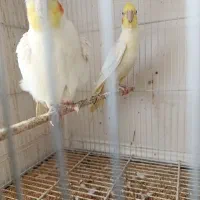 حراج حراج عروس لوتینو جفت