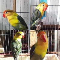 طوطی برزیلی ماده نژاد پاربلو