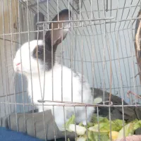 باسلام فروش خرگوش وبچه خرگوش کوچیک و بزرگ|موش و خرگوش|نهاوند, |دیوار