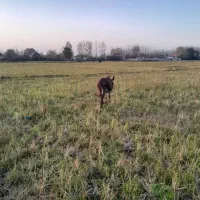 خر...جوون وسالم|حیوانات مزرعه|لشت نشا, |دیوار