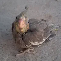 جوجه عروس هلندی|پرنده|پارس‌آباد, |دیوار