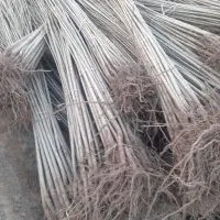 عرضه نــهالهای ریـشه لخت عمده وخردهـاز خـزانه|خدمات باغبانی و درختکاری|مشگین شهر, |دیوار