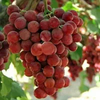 نهال انگور بی دانه|گل و گیاه طبیعی|شهریار, شهرک بهاران (ویره)|دیوار