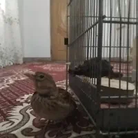 سهره خاکی نر دستی رام رام قفسی