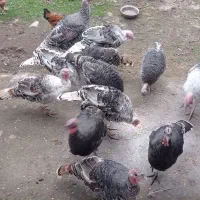 بوقلمون نر و ماده|حیوانات مزرعه|ضیابر, |دیوار