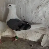 کبوتر