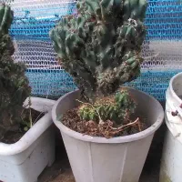 گل کاکتوس صخره ایی سالم|گل و گیاه طبیعی|گوراب زرمیخ, |دیوار