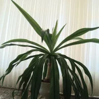 گل سوسن عنکبوتی برگ بلالی