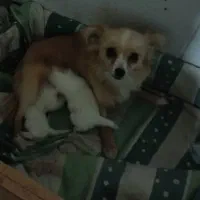 توله  پامرین ناز|سگ|اصفهان, شفق|دیوار