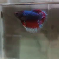 فایتر هافمون