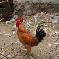 ۲ عدد خروس محلی کاملا سالم و جوان (باشت)|حیوانات مزرعه|باشت, |دیوار