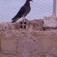 کفتر باخت رفته