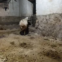 قوچ کری جوان|حیوانات مزرعه|سرپل ذهاب, |دیوار