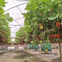 گلخانه-هیدروپونیک